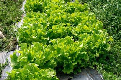 陽(yáng)臺(tái)種這4樣蔬菜 三天一澆水，五天一摘，吃不完送親戚朋友