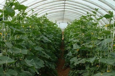 大棚蔬菜種植利潤(rùn)分析與種植策略
