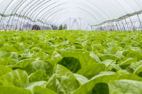 陽光菜園——實用塑料大棚單層水培系統高蛋白食葉草管理指南