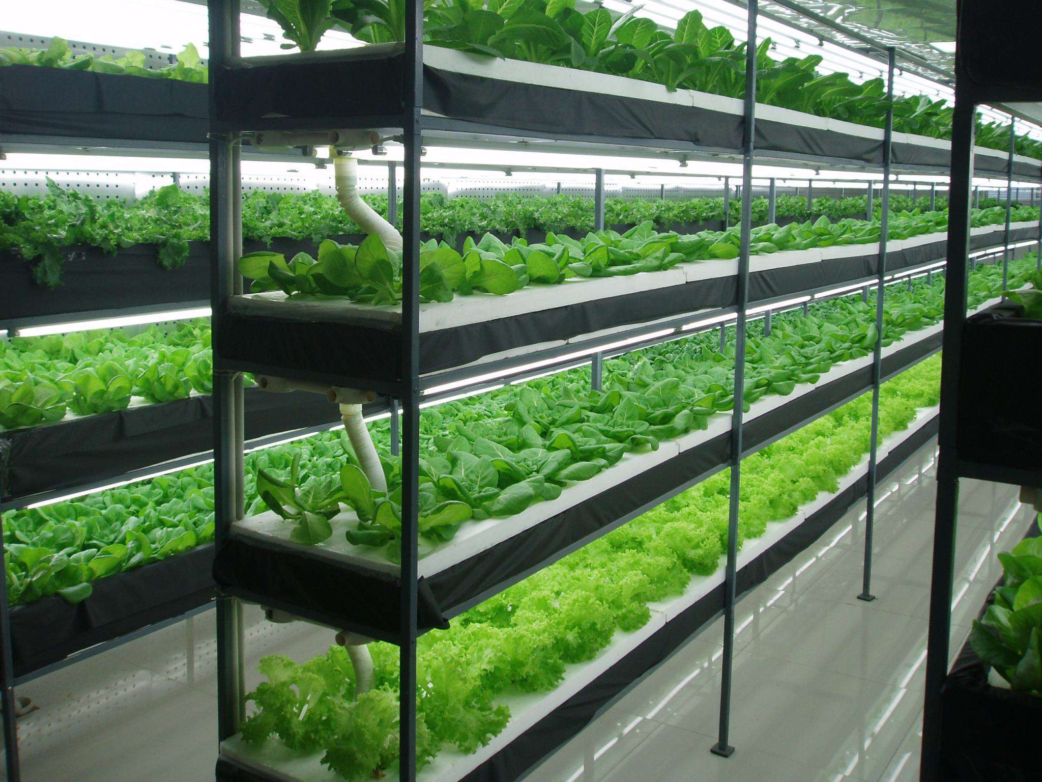 蔬菜“住”進智能溫室大棚 科技賦能下的農業革命