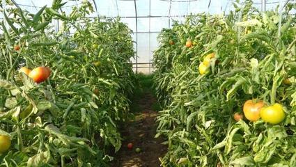 力農(nóng)蔬菜種植合作社積極應(yīng)對(duì)降溫天氣，保障蔬菜生產(chǎn)穩(wěn)定