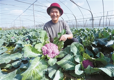全產(chǎn)業(yè)鏈布局 從田間到餐桌的“慈蔬”模式