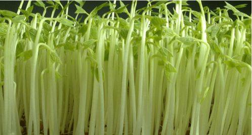 學(xué)會(huì)這6種家庭陽(yáng)臺(tái)蔬菜種植方法，陽(yáng)臺(tái)秒變小菜園