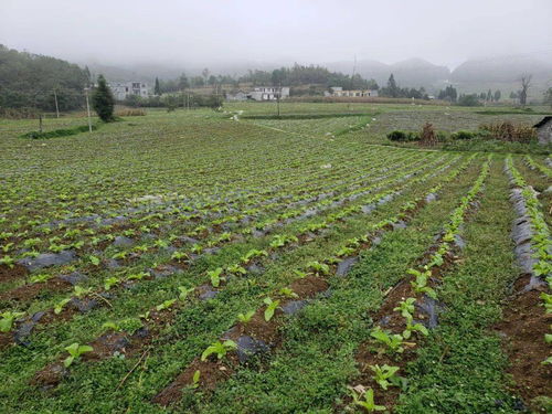 秋冬接茬蔬菜種植火熱推進(jìn) 大田鄉(xiāng)田間地頭煥發(fā)新活力