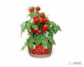 綠色微縮小天地 日本全家便利店園藝套裝全新登場(chǎng)