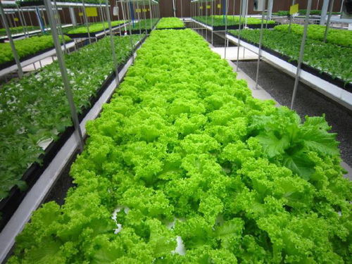 神奇植物工廠 種出十倍市場(chǎng)價(jià)的蔬菜秘密